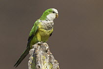 Cliff Parakeet (Myiopsitta luchsi), Bolivia