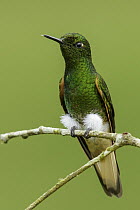 Buff-tailed Coronet (Boissonneaua flavescens) hummingbird, Andes, Colombia