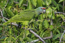 Festive Amazon Parrot (Amazona festiva), Guyana