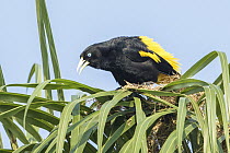 Yellow-rumped Cacique (Cacicus cela) calling, Bolivia