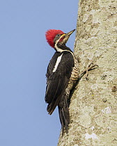 Lineated Woodpecker (Dryocopus lineatus) male, Bolivia