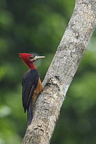 Red-necked Woodpecker (Campephilus rubricollis) female, Guyana