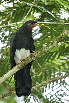 Red-throated Caracara (Daptrius americanus), Guyana