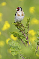 European Goldfinch (Carduelis carduelis), Lesvos, Greece