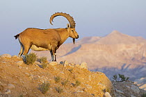 Nubian Ibex (Capra nubiana) male in desert mountains, Gan HaDarom, Israel