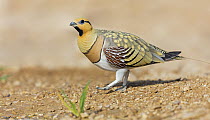 Pin-tailed Sandgrouse (Pterocles alchata) male, Israel