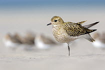 Golden Plover (Pluvialis apricaria) stretching on beach, Schleswig-Holstein, Germany