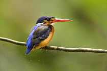 Blue-eared Kingfisher (Alcedo meninting) female, Selangor, Malaysia