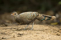 Malayan Peacock-Pheasant (Polyplectron malacense) juvenile, Pahang, Malaysia
