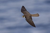 Eleonora's Falcon (Falco eleonorae) male flying, Sardinia, Italy