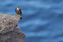 Eleonora's Falcon (Falco eleonorae) male, Sardinia, Italy