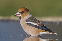 Hawfinch (Coccothraustes coccothraustes) male at waterhole, Aosta Valley, Italy