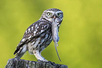 Little Owl (Athene noctua) with mouse prey, Schleswig-Holstein, Germany