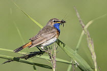 White-spotted Bluethroat (Luscinia svecica cyanecula) male with insect prey, Mecklenburg-Vorpommern, Germany
