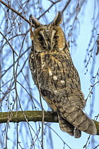 Long-eared Owl (Asio otus), Mecklenburg-Vorpommern, Germany