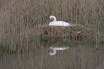 Mute Swan (Cygnus olor) on nest, Mecklenburg-Vorpommern, Germany
