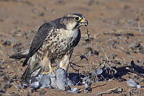 Lanner Falcon (Falco biarmicus) with bird prey, Northern Cape, South Africa