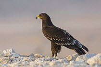 Greater Spotted Eagle (Aquila clanga) juvenile, Dhofar, Oman