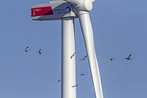 Common Crane (Grus grus) group flying near windmill, Mecklenburg-Vorpommern, Germany