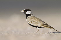 Black-crowned Sparrow-Lark (Eremopterix nigriceps) male, Oman