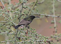 Dusky Sunbird (Nectarinia fusca), Namibia