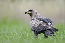 Lesser Spotted Eagle (Aquila pomarina), Poland