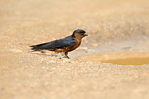 Red-rumped Swallow (Cecropis daurica) collecting mud at puddle, Yala National Park, Sri Lanka