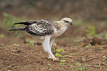 Changeable Hawk-Eagle (Spizaetus cirrhatus), Bundala National Park, Sri Lanka
