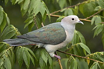 Green Imperial-Pigeon (Ducula aenea), Udawalawe National Park, Sri Lanka