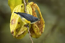 Legge's Flowerpecker (Dicaeum vincens), Sinharaja Forest Reserve, Sri Lanka