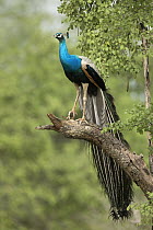 Indian Peafowl (Pavo cristatus) male, Udawalawe National Park, Sri Lanka