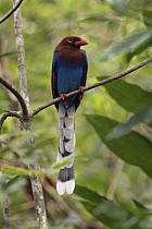 Ceylon Magpie (Urocissa ornata), Sinharaja Forest Reserve, Sri Lanka
