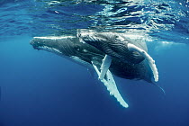 Humpback Whale (Megaptera novaeangliae) mother and calf surfacing, Vavau, Tonga