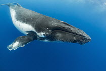 Humpback Whale (Megaptera novaeangliae), Vavau, Tonga