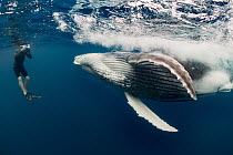 Humpback Whale (Megaptera novaeangliae) calf and tourist, Vavau, Tonga