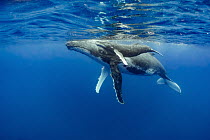 Humpback Whale (Megaptera novaeangliae) mother and calf, Vavau, Tonga