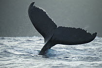 Humpback Whale (Megaptera novaeangliae) tail slapping, Vavau, Tonga