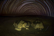 Volcan Alcedo Giant Tortoise (Chelonoidis nigra vandenburghi) trio wallowing at night, Alcedo Volcano, Isabela Island, Galapagos Islands, Ecuador