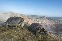 Volcan Alcedo Giant Tortoise (Chelonoidis nigra vandenburghi) pair, Alcedo Volcano, Isabela Island, Galapagos Islands, Ecuador