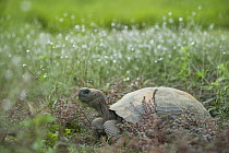 Volcan Alcedo Giant Tortoise (Chelonoidis nigra vandenburghi) juvenile, Alcedo Volcano, Isabela Island, Galapagos Islands, Ecuador