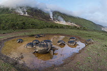 Volcan Alcedo Giant Tortoise (Chelonoidis nigra vandenburghi) group wallowing in seasonal pond, Alcedo Volcano, Isabela Island, Galapagos Islands, Ecuador