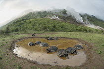 Volcan Alcedo Giant Tortoise (Chelonoidis nigra vandenburghi) group wallowing in seasonal pond, Alcedo Volcano, Isabela Island, Galapagos Islands, Ecuador