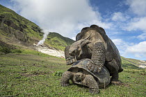 Volcan Alcedo Giant Tortoise (Chelonoidis nigra vandenburghi) pair mating, Alcedo Volcano, Isabela Island, Galapagos Islands, Ecuador