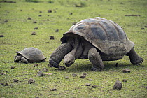 Volcan Alcedo Giant Tortoise (Chelonoidis nigra vandenburghi) and juvenile grazing, Alcedo Volcano, Isabela Island, Galapagos Islands, Ecuador