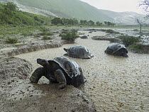 Volcan Alcedo Giant Tortoise (Chelonoidis nigra vandenburghi) group wallowing in seasonal pond during rainfall, Alcedo Volcano, Isabela Island, Galapagos Islands, Ecuador