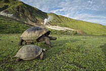 Volcan Alcedo Giant Tortoise (Chelonoidis nigra vandenburghi) and juvenile, Alcedo Volcano, Isabela Island, Galapagos Islands, Ecuador