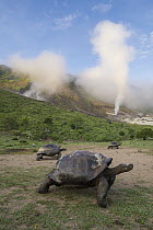 Volcan Alcedo Giant Tortoise (Chelonoidis nigra vandenburghi) group in volcanic landscape, Alcedo Volcano, Isabela Island, Galapagos Islands, Ecuador