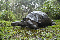 Volcan Alcedo Giant Tortoise (Chelonoidis nigra vandenburghi), Alcedo Volcano, Isabela Island, Galapagos Islands, Ecuador