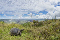 Volcan Alcedo Giant Tortoise (Chelonoidis nigra vandenburghi) on ridge, Alcedo Volcano, Isabela Island, Galapagos Islands, Ecuador