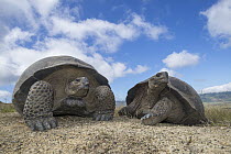 Volcan Alcedo Giant Tortoise (Chelonoidis nigra vandenburghi) pair, Alcedo Volcano, Isabela Island, Galapagos Islands, Ecuador
